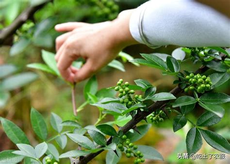 花椒種植